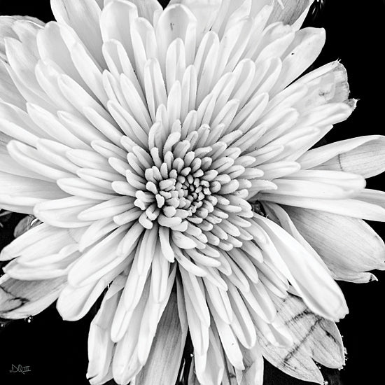 Donnie Quillen DQ247 - DQ247 - Black and White Love II - 12x12 Photography, Flower, Black & White from Penny Lane
