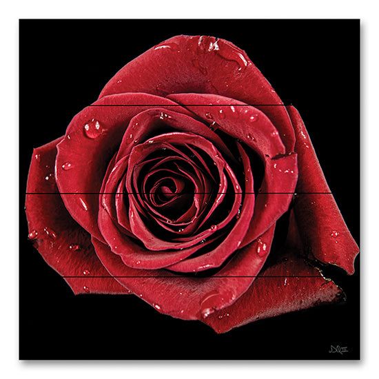 Donnie Quillen DQ250PAL - DQ250PAL - Broken Heart Rose - 12x12 Photography, Rose, Flowers, Red Rose from Penny Lane