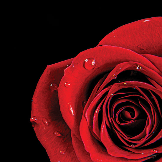 Donnie Quillen DQ251 - DQ251 - Pop of Red Rose - 12x12 Photography, Rose, Flowers, Red Rose from Penny Lane