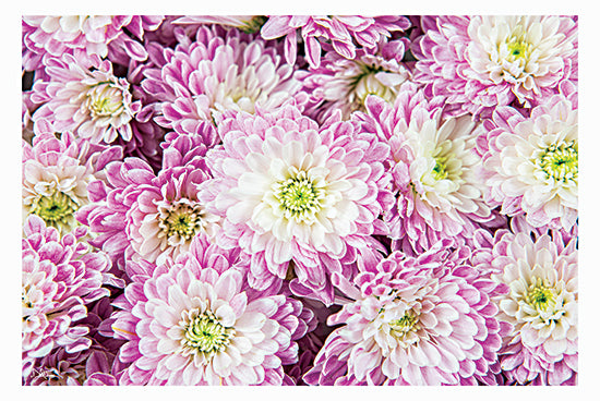 Donnie Quillen DQ256 - DQ256 - Pretty in Purple I - 18x12 Photography, Flowers, White and Purple Flowers, Blooms from Penny Lane