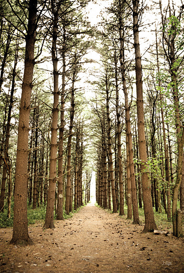 Donnie Quillen DQ273 - DQ273 - In the Pines I - 12x18 Photography, Forest, Woods, Trees, Pine Trees, Path, Nature, Landscape from Penny Lane