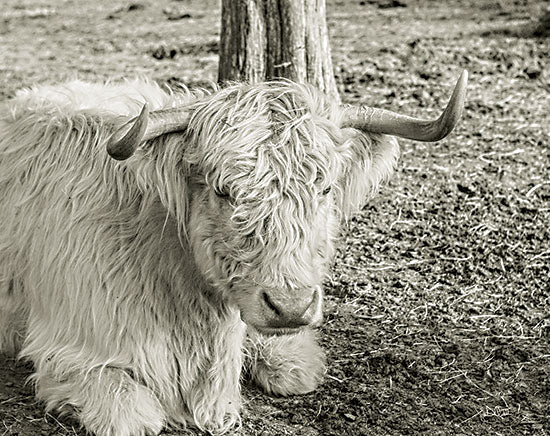 Donnie Quillen DQ297 - DQ297 - Old Gal - 16x12 Cow, Longhorn Cow, Farm Animal, Photography, Sepia, Portrait from Penny Lane