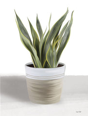 FEN635 - Snake Plant I - 12x16