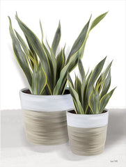 FEN636 - Snake Plant II - 12x16