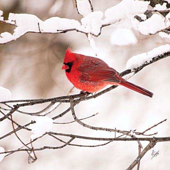 Justin Spivey JDS186 - Cardinal II  - Cardinal, Snow, Branch, Tree from Penny Lane Publishing