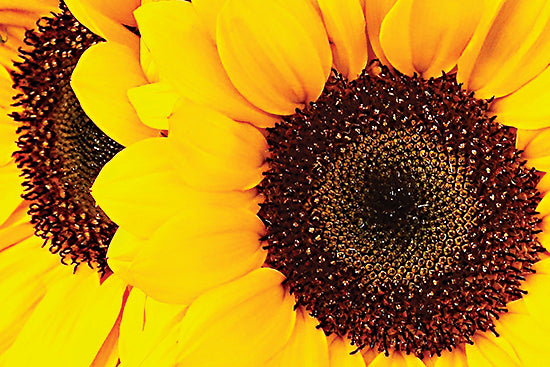 JG Studios JGS404 - JGS404 - Sunflower Portrait - 18x12 Sunflowers, Photography, Fall, Autumn, Flowers from Penny Lane