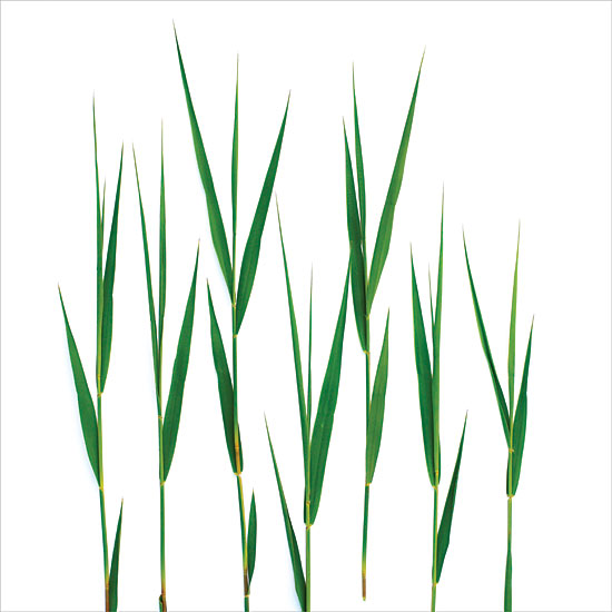 JG Studios JGS530 - JGS530 - Grass Blades - 12x12 Abstract, Grass Blades, Greenery from Penny Lane