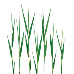JGS530 - Grass Blades - 12x12