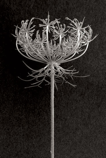 JG Studios JGS531 - JGS531 - Queen Anne's Lace - 12x18 Photography, Queen Anne's Lace, Wildflower, Black & White from Penny Lane