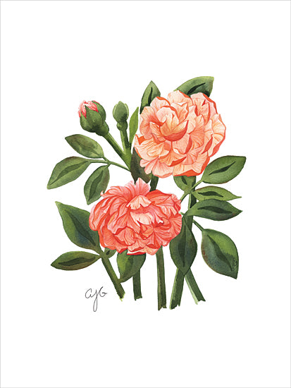 JG Studios JGS555 - JGS555 - Peachy Roses - 12x16 Flowers, Blooms, Flower Bud, Roses, Peach Roses, Spring, Summer from Penny Lane