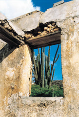 JJAR1001 - Cactus View