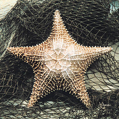 JJAR199 - Starfish in Net