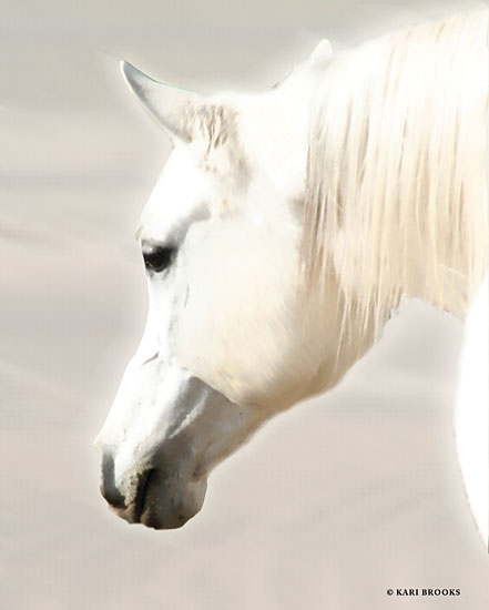 Kari Brooks KARI135 - KARI135 - Pegasus II     - 12x16 Photography, White Horse, Portrait from Penny Lane