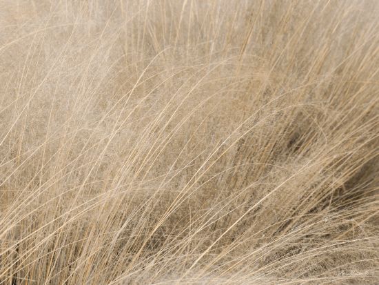Lori Deiter LD1166 - Shades of Gold - 16x12 Gold, Wheat, Grass, Field from Penny Lane