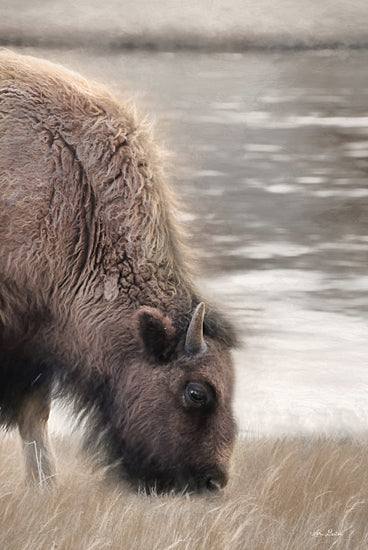 Lori Deiter LD2052 - LD2052 - Yellowstone Buffalo - 12x18 Buffalo, Yellowstone Buffalo, Grazing, Photography from Penny Lane