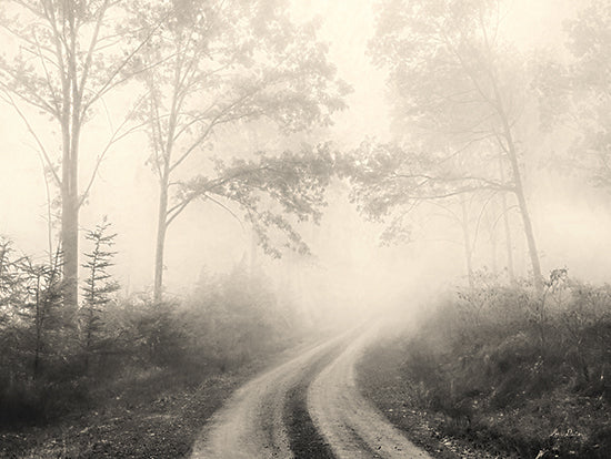 Lori Deiter LD2124 - LD2124 - Bleached Woodlands - 16x12 Photography, Roads, Trees from Penny Lane