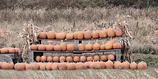 Lori Deiter LD2566 - LD2566 - Pumpkin Picking - 18x9 Pumpkins, Pumpkin Patch, Farm, Fields, Pumpkins for Sale, Photography from Penny Lane
