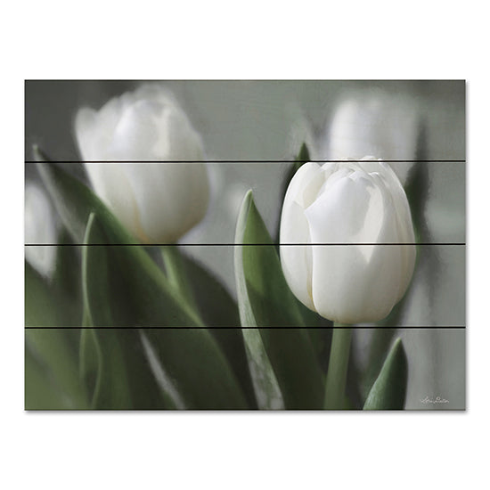 Lori Deiter LD2766PAL - LD2766PAL - Be Unique - 16x12 White Tulips, Tulips, Flowers, Springtime, Spring Flowers, Photography from Penny Lane