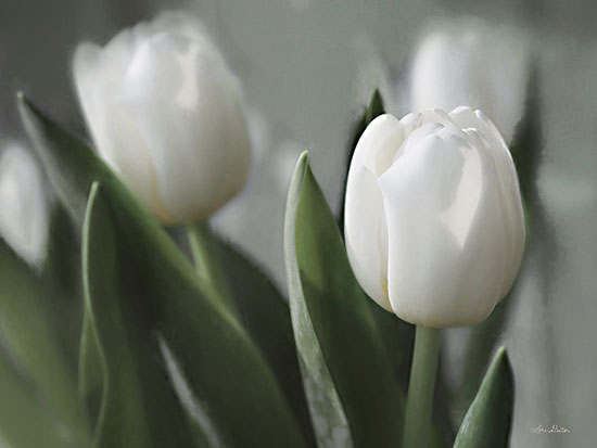Lori Deiter LD2766 - LD2766 - Be Unique - 16x12 White Tulips, Tulips, Flowers, Springtime, Spring Flowers, Photography from Penny Lane