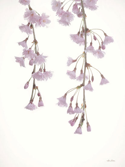 Lori Deiter Licensing LD2828LIC - LD2828LIC - Weeping Cherry on White I - 0  from Penny Lane
