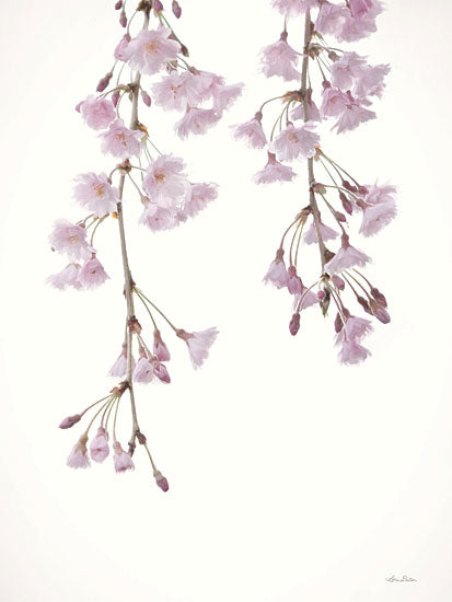 Lori Deiter LD2829 - LD2829 - Weeping Cherry on White II - 12x18 Cherry Blossoms, Pink Blossoms, Photography, Spring, Pastel from Penny Lane