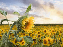 LD2950LIC - Sunflower Sunrise - 0