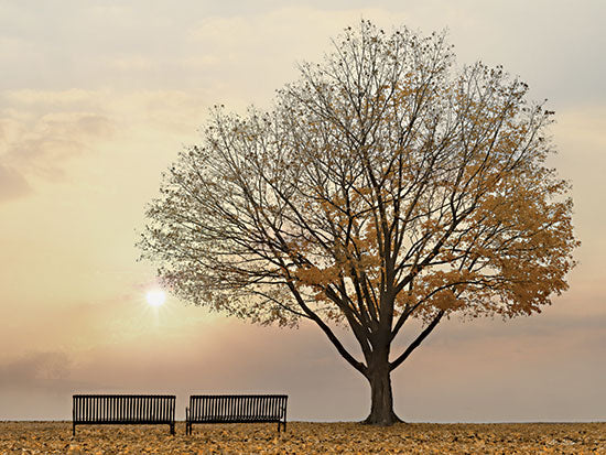 Lori Deiter LD2965 - LD2965 - Golden Riverfront Sunrise - 18x12 Tree, Fall, Benches, Park, Leaves, Sunrise, Photography, Landscape from Penny Lane