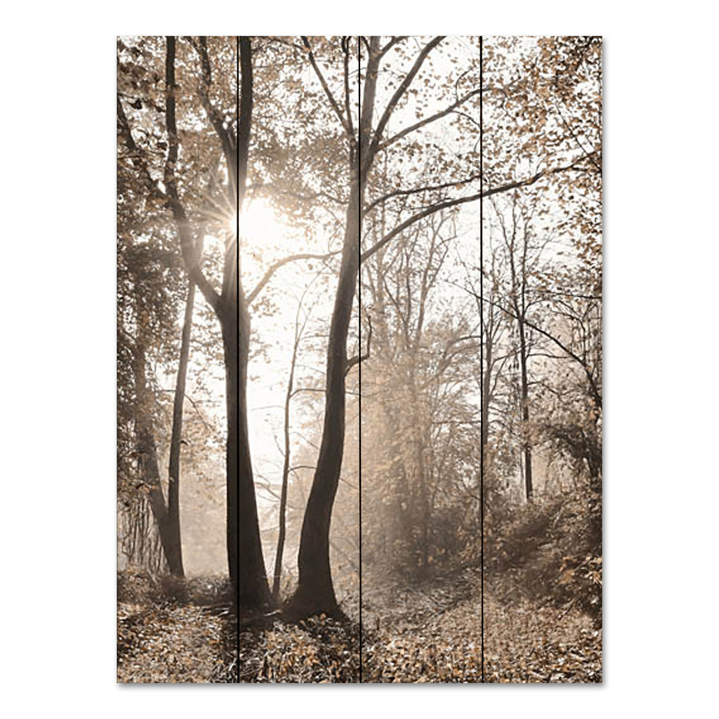 Lori Deiter LD3064PAL - LD3064PAL - Woodland Sunrise - 12x16 Forest, Trees, Sunlight, Photography, Sepia, Fall, Leaves, Woods, Landscape from Penny Lane