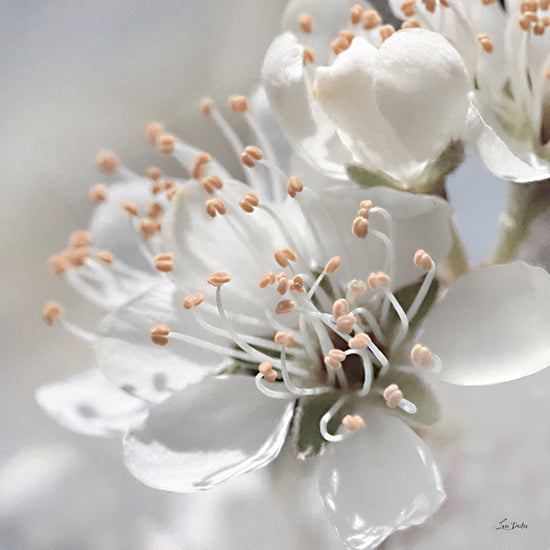 Lori Deiter LD3385 - LD3385 - Sunshine Flower - 12x12 Photography, Flower, White Flower from Penny Lane