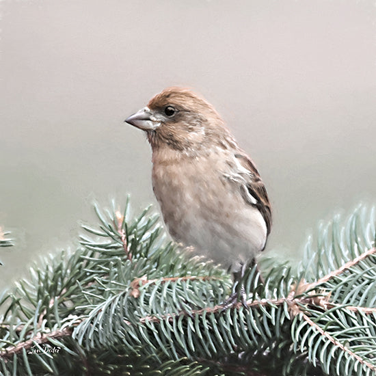 Lori Deiter LD3387 - LD3387 - Spring Bird II - 12x12 Photography, Bird, Tree Branch, Pine Tree, Spring from Penny Lane