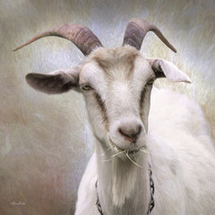 LD878A - Up Close Goat - 12x12