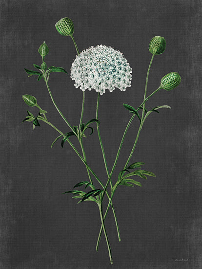 lettered & lined LET470 - LET470 - Bloom and Pods - 12x16 Wildflower, Botanical, Buds, Chalkboard Background from Penny Lane