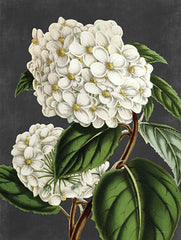 LET480 - Hydrangea - 12x16