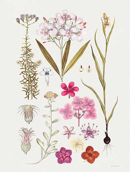 lettered & lined LET493 - LET493 - Vintage Bloom Study - 12x16 Vintage Bloom Study, Flowers, Petals, Bloom Study, Chart from Penny Lane