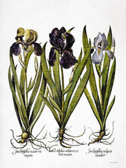 LET544LIC - Iris Botanical I - 0