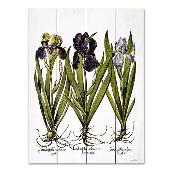 lettered & lined LET544PAL - LET544PAL - Iris Botanical I - 12x16 Iris, Bulbs, Flowers, Purple Flowers, Botanical, Signs from Penny Lane
