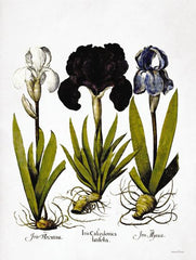 LET546LIC - Iris Botanical II - 0