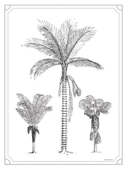 lettered & lined LET555 - LET555 - Palm Trio - 12x16 Palm Trees, Tropical, Coastal, Sketch from Penny Lane
