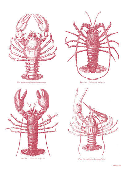 lettered & lined LET565 - LET565 - Lobsters - 12x16 Lobsters, Different Types of Lobsters, Coastal, Red & White, Aquatic Animals from Penny Lane