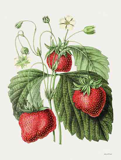 lettered & lined LET787 - LET787 - Strawberry Study I - 12x16 Kitchen, Strawberries,  Strawberry Plant, Fruit, Strawberry Study, Berries from Penny Lane