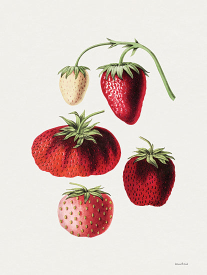 lettered & lined LET789 - LET789 - Strawberry Study III - 12x16 Kitchen, Strawberries,  Different Types of Strawberries, Strawberry Study, Berries from Penny Lane