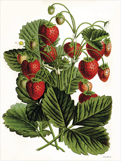 lettered & lined LET790 - LET790 - Strawberry Study IV - 12x16 Kitchen, Strawberries,  Strawberry Plant, Fruit, Strawberry Study, Berries from Penny Lane
