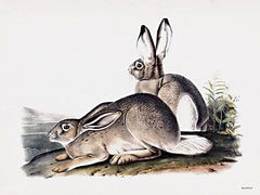 LET830 - Pair of Rabbit Illustration - 16x12