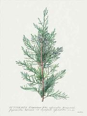 LET938 - Juniperus - 12x16