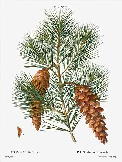 lettered & lined LET940 - LET940 - Pinecone Botanical 2 - 12x16 Nature, Pine Cones, Pine Sprigs, Typography, Signs, Textual Art, Botanical, Chart from Penny Lane