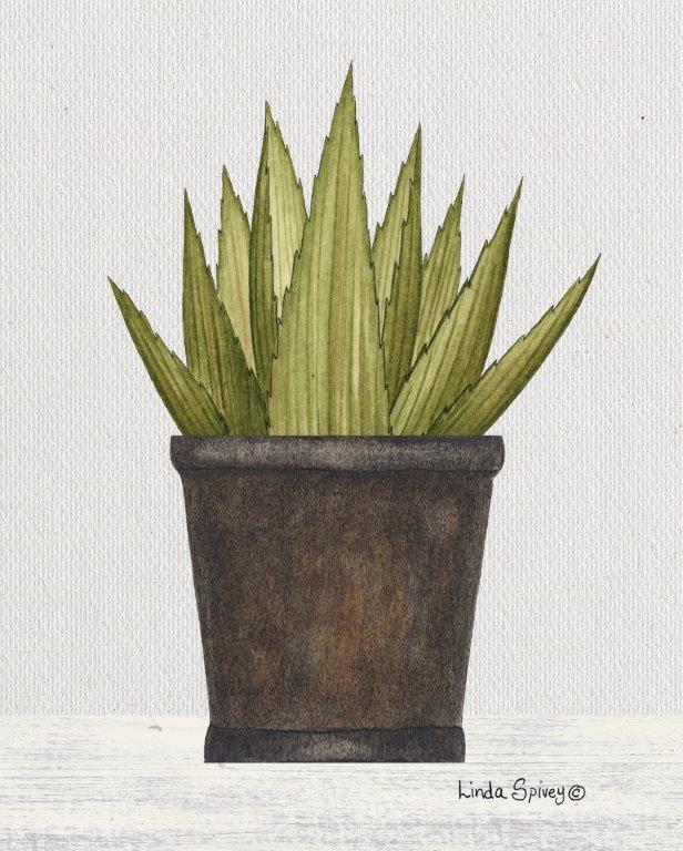 Linda Spivey LS1860 - LS1860 - Potted Aloe Vera - 12x16 Potted Aloe Vera, Cactus, Southwestern from Penny Lane