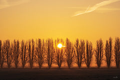 MPP1018 - Tree Row Sunrise - 18x12