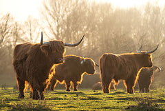 MPP1020 - Highland Family Gathering - 18x12