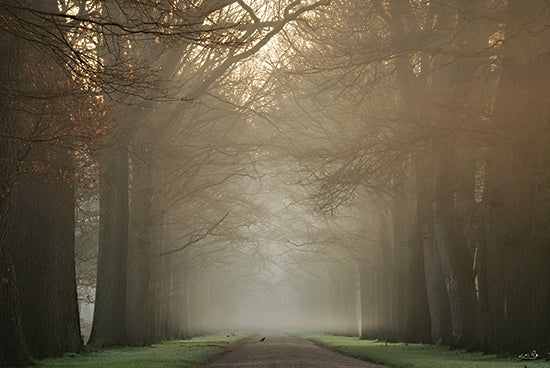 Martin Podt MPP1021 - MPP1021 - On My Way - 18x12 Photography, Landscape, Road, Path, Trees, Fog, Nature, On My Way from Penny Lane