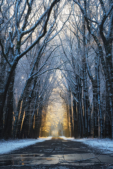 Martin Podt MPP1024 - MPP1024 - Glow in the Back - 12x18 Photography, Landscape, Winter, Trees, Road, Path, Snow, Tree-Lines, Sun from Penny Lane